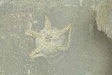 Three Ordovician Brittle Stars (Ophiura) - Morocco #290634-1